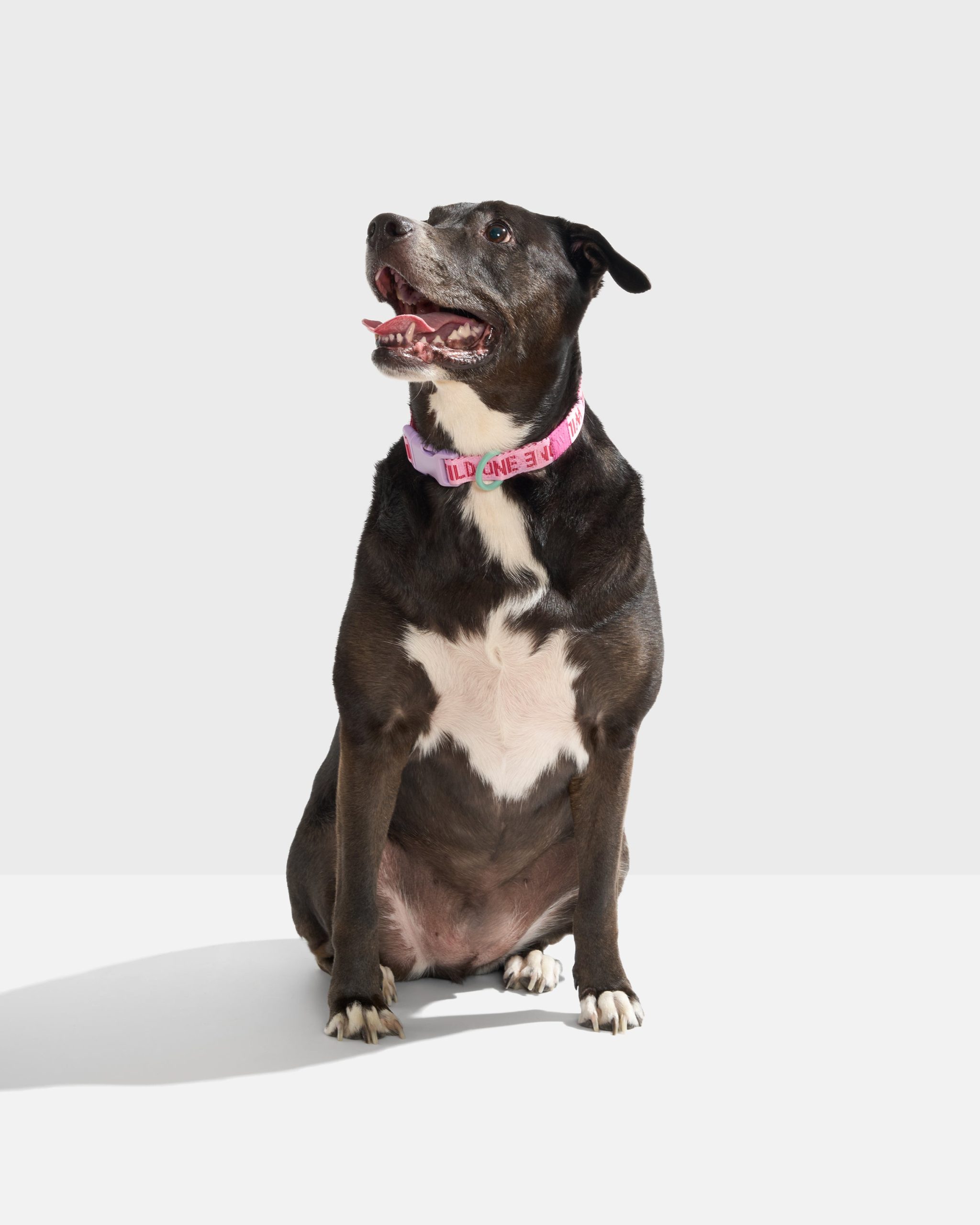 Quick-Release Dog Collar - Image 29