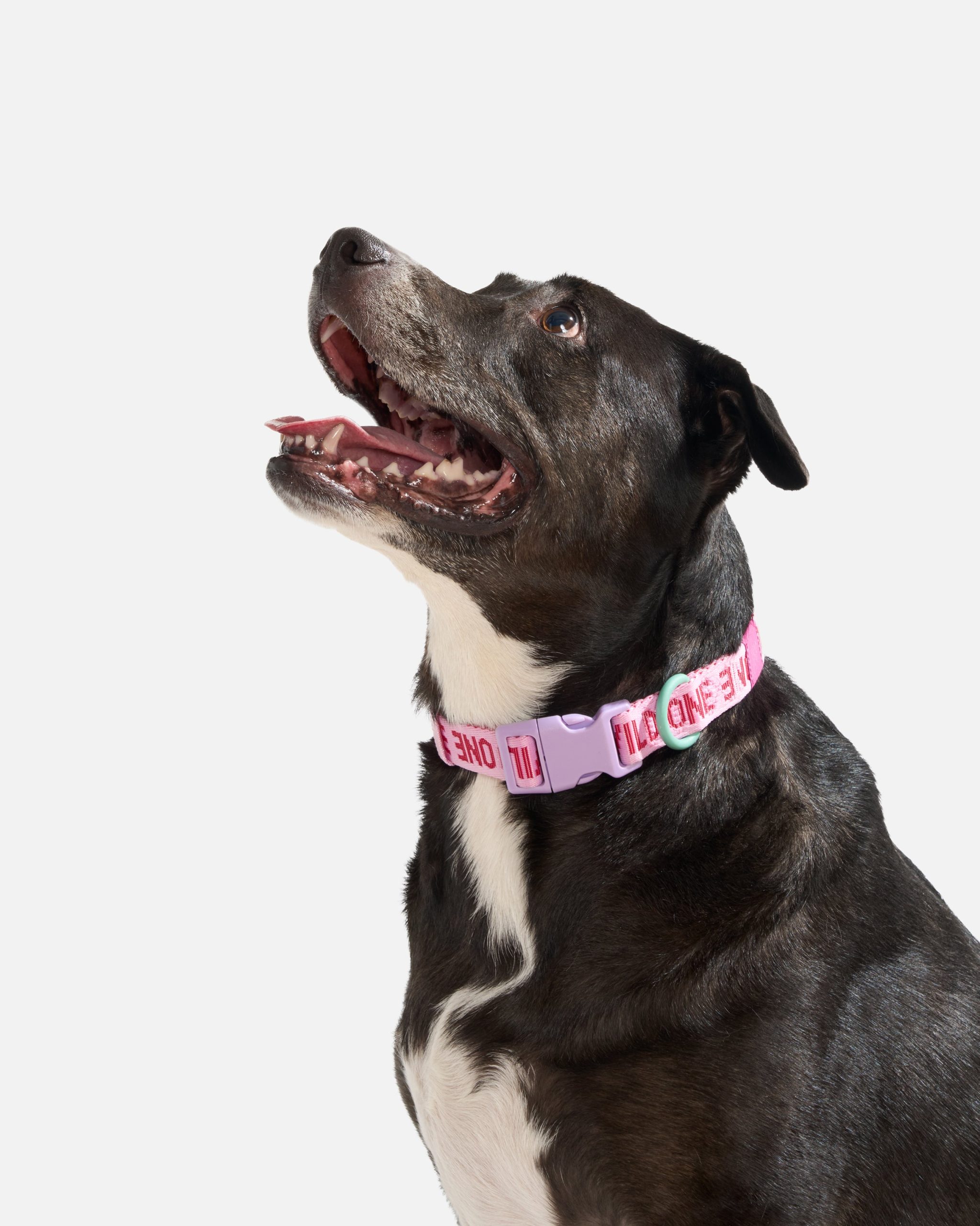 Quick-Release Dog Collar - Image 25