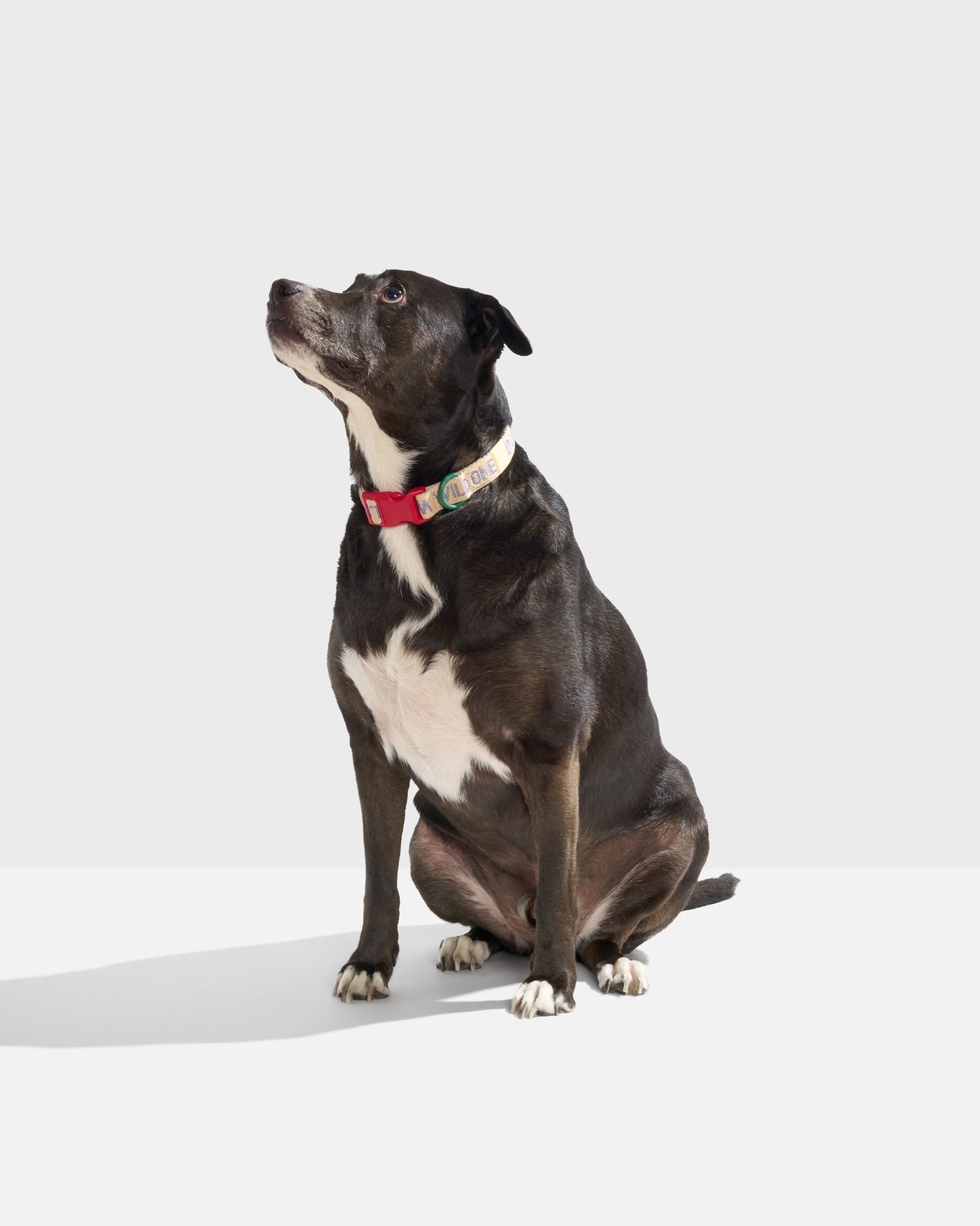 Quick-Release Dog Collar - Image 30